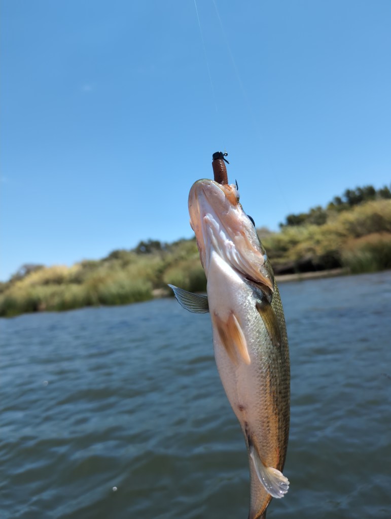A striped bass hangs with a brown grub style lure in its mouth.