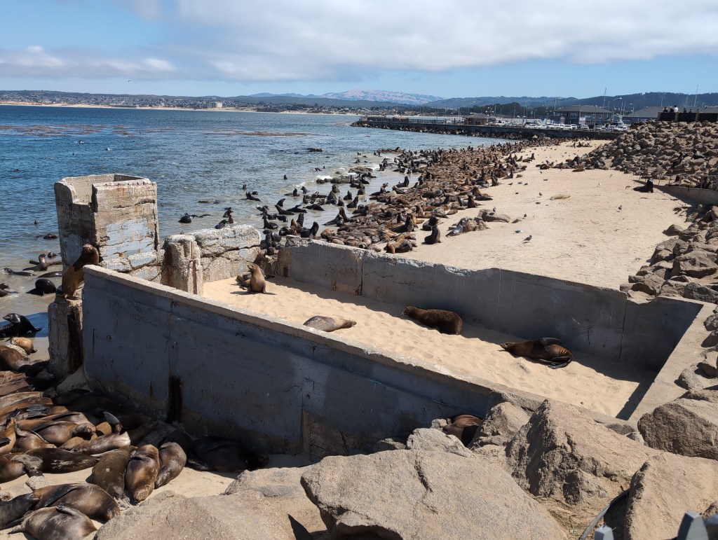 A long beach, which is broken up by the ruins of an old building, is covered with sea lions, who lie resting in the sand.