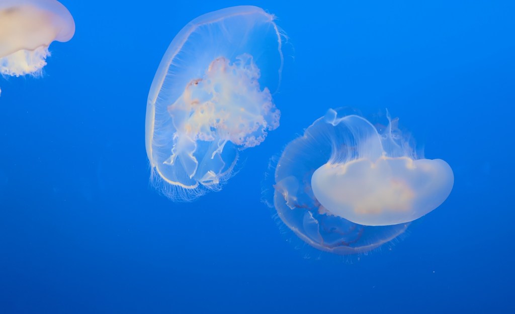 Brightly lit, transparent, cup shaped jellyfish swim against a blue background.