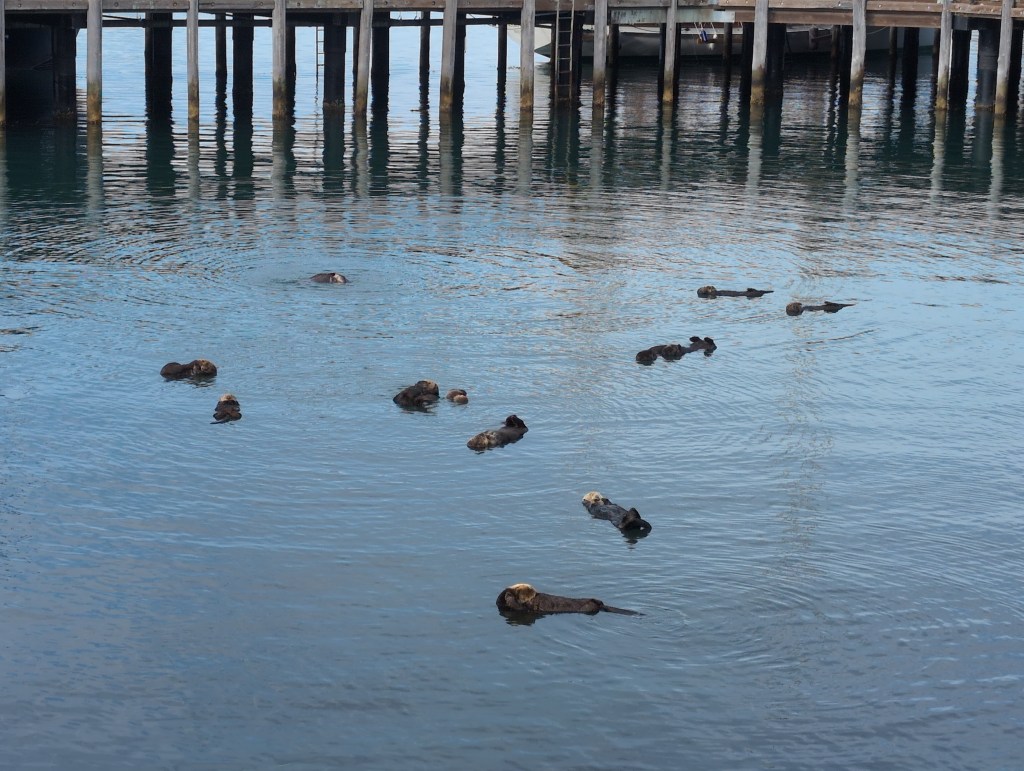 A dozen sea otters lie on there backs, floating in calm water. Some otters have small babies hanging on them.