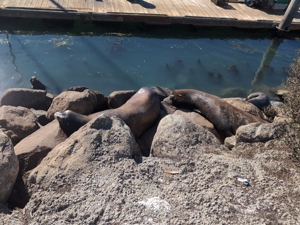 Several large sea lions lay on rocks in the sun light.