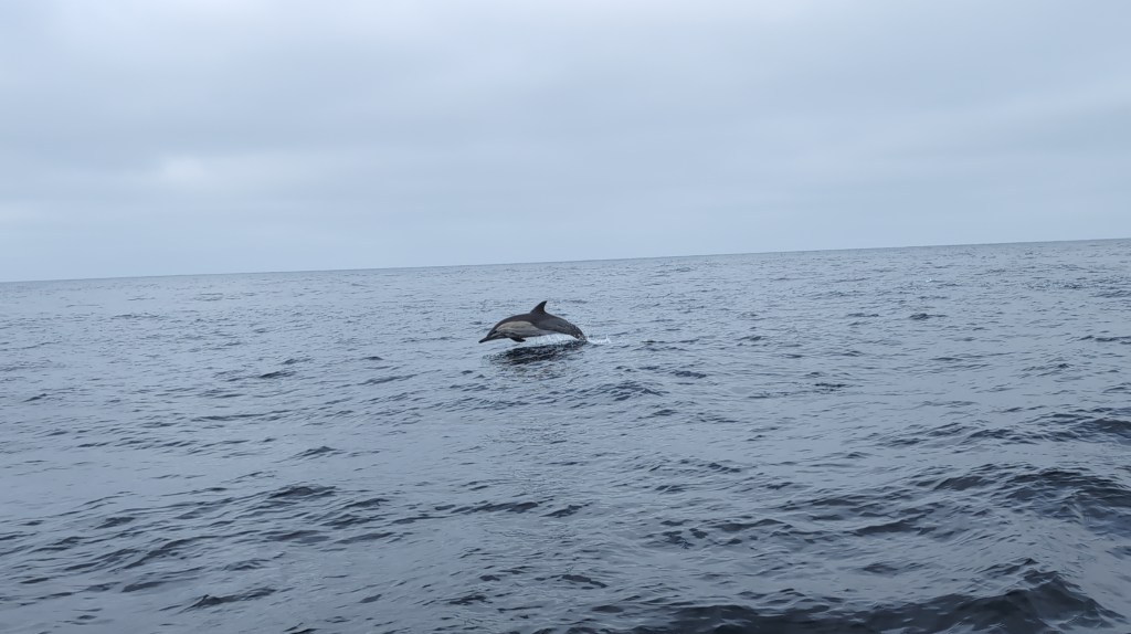 A dolphin with a long nose and a white streak on its side leaps out of the calm sea.