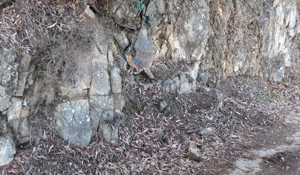 A small fox looks poised to jump higher up a rock outcrop.