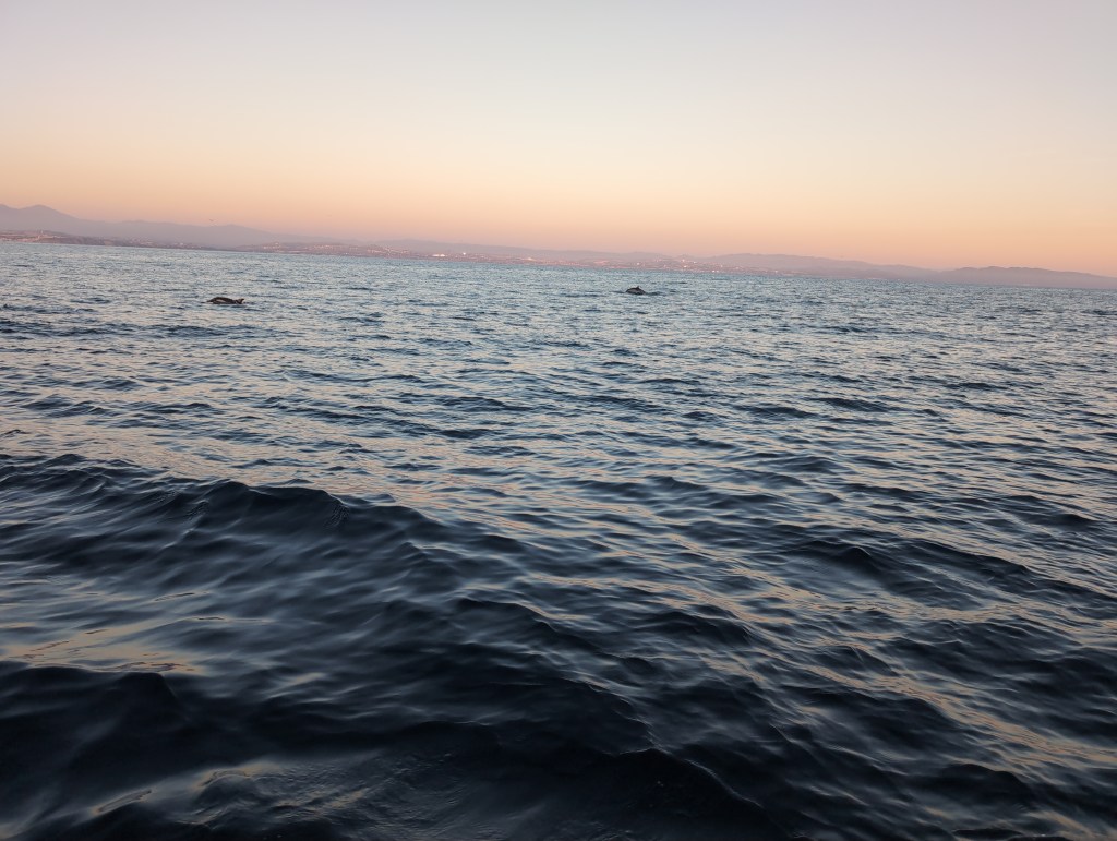 Two dolphins surface a short distance from the view with a hazy, developed shore in the distance.