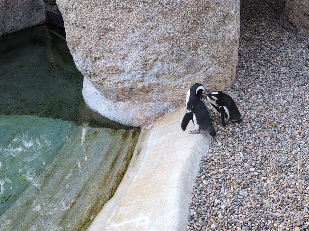 Two small penguins stand beside a pool, kissing.