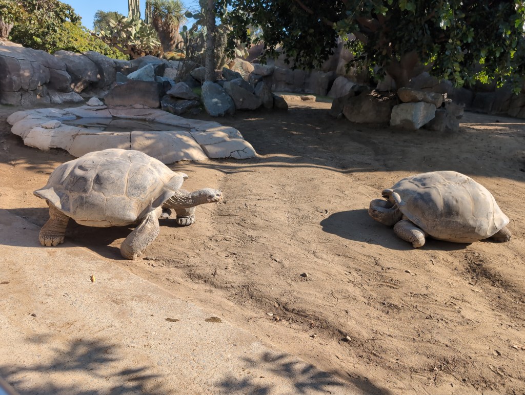 A massive tortoise lumbers across a dirt yard toward another tortoise lying in the sun.